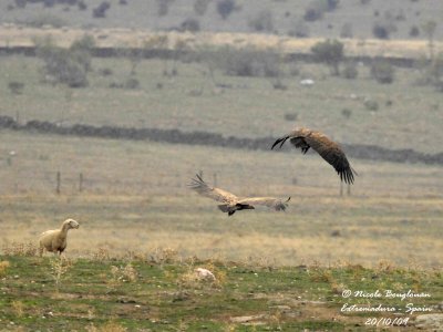 EURASIAN GRIFFON VULTURE - Gyps fulvus - Vautour fauve