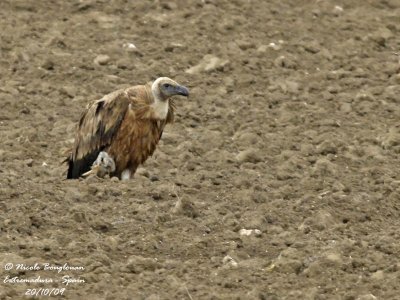 EURASIAN GRIFFON VULTURE in sticky mud
