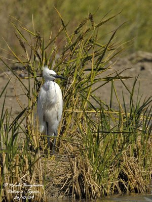 LITTLE EGRET - Egretta garzetta - Aigrette garzette