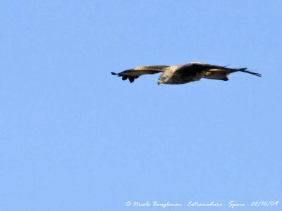 RED KITE