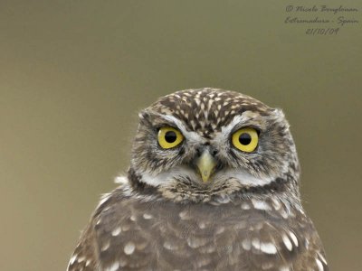 LITTLE OWL portrait