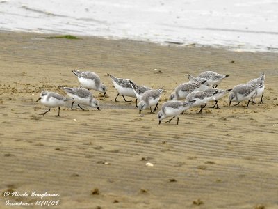 SANDERLING feeding group