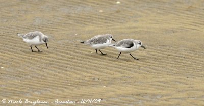 SANDERLING