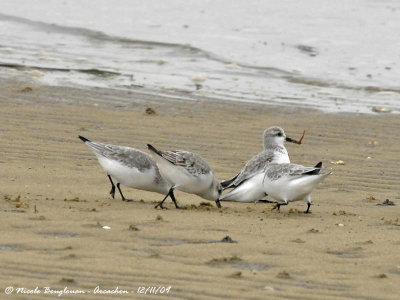 SANDERLING - One worm for two birds