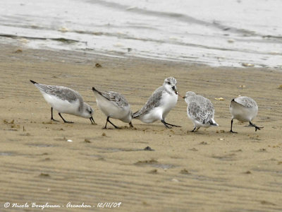SANDERLING - One worm for two birds