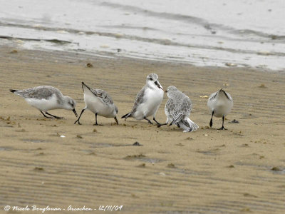 SANDERLING - One worm for two birds