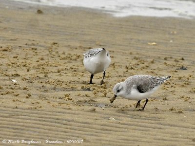 SANDERLING