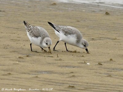 SANDERLING