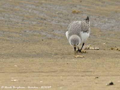 SANDERLING