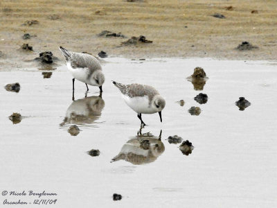 SANDERLING