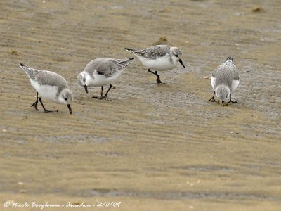 SANDERLING group