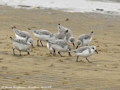 SANDERLING group