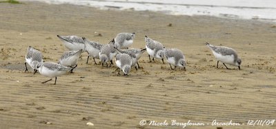 SANDERLING group