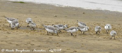 SANDERLING group