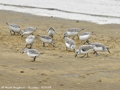 SANDERLING group