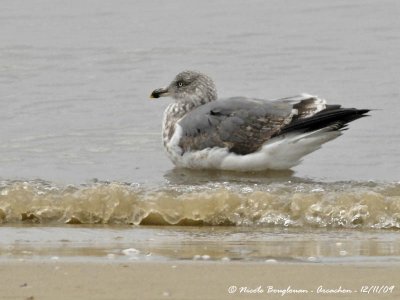 YELLOW-LEGGED GULL second winter has a swim!