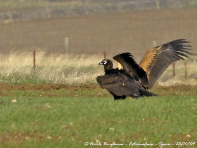 Birding in Extremadura and Monfrage Park  - October 2009