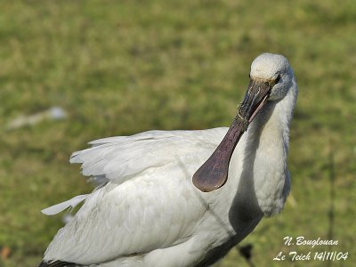 EURASIAN-SPOONBILL