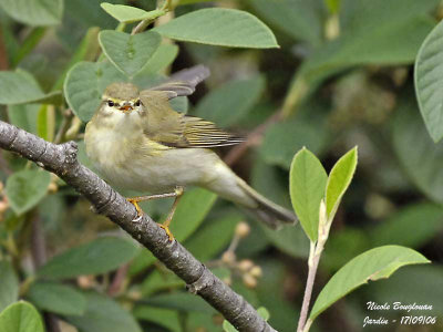 Willow Warbler