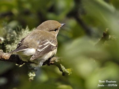 Pied Flycatcher F