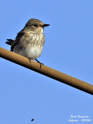 Spotted Flycatcher dropping