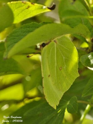 BRIMSTONE GONEPTERIX RHAMNI  LE CITRON