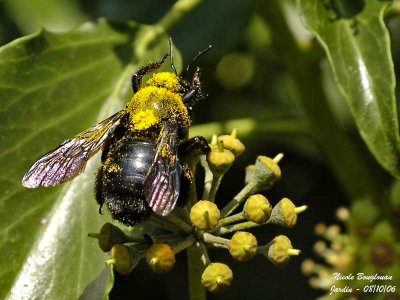 CARPENTER BEE