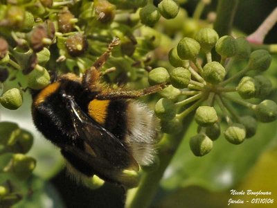  BUFF-TAILED BUMBLE BEE