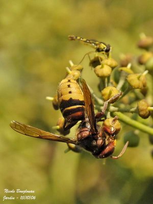 EUROPEAN HORNET