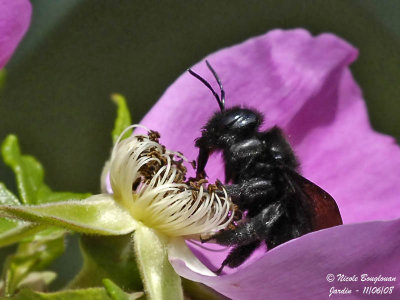 CARPENTER BEE