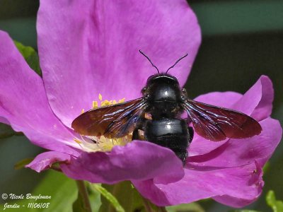 CARPENTER BEE