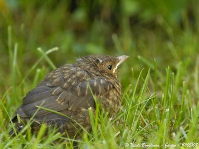 BLACKBIRD chick