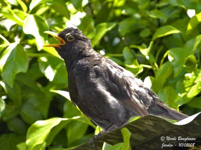 BLACKBIRD male