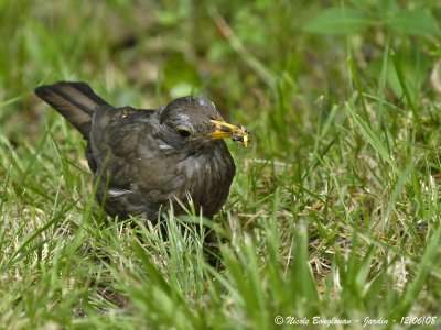 BLACKBIRD female