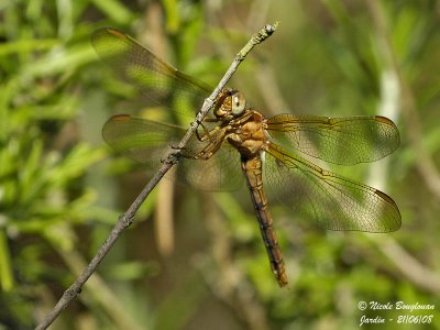 Keeled Skimmer - Orthetrum coerulescens - Orthetrum bleuissant