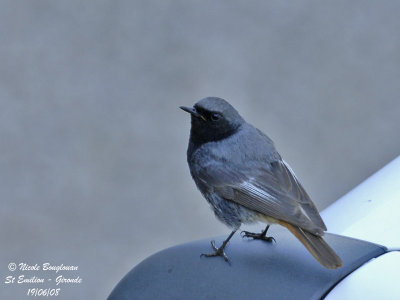 BLACK REDSTART MALE