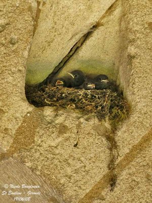 BLACK REDSTART chicks