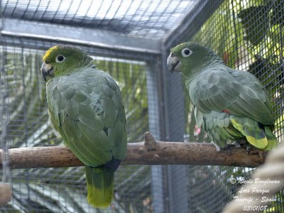 Mealy Parrot - Amazona farinosa - Amazone poudre