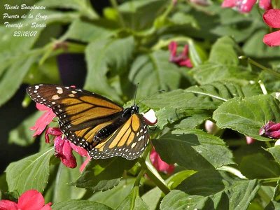 MONARCH BUTTERFLY - DANAUS PLEXIPPUS - PAPILLON MONARQUE