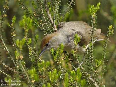 BLACKCAP female