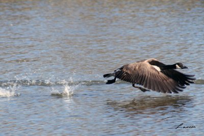 run run goose