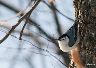 nuthatch 1