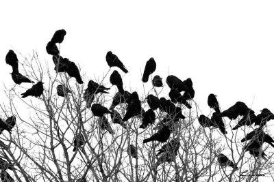 crows 1203  B&W