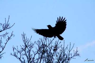 crows 1263