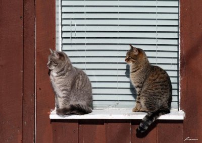 two cats in the sun 1965