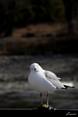 seagull 8463