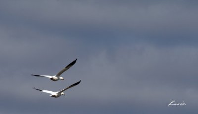 snow geese 8790