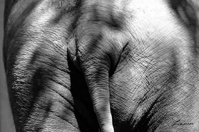 elephant butt - animals
