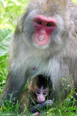 monkey mom and baby - animals