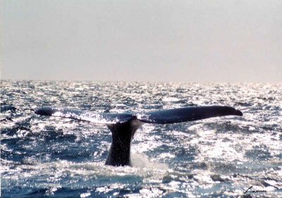 Whale tail- animals